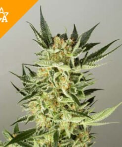 Buy AK48 Automatic Seeds Online