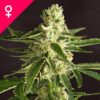 Buy Amnesia Feminized Seeds Online