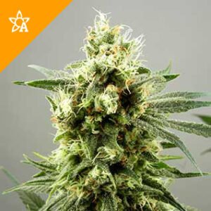 Buy Diesel Haze Automatic Seeds