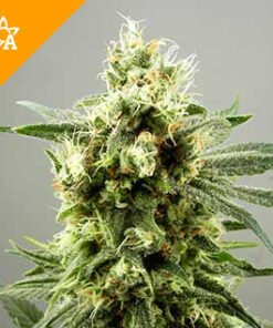 Buy Diesel Haze Automatic Seeds Online