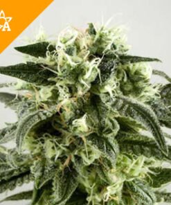 Buy Haze Automatic Seeds Online