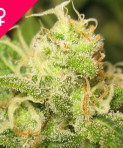 Buy Ice Feminized Cannabis Seeds Online