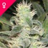 Buy Mexican Haze Feminized Seeds Online