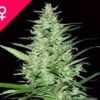 Buy Indoor Mix Feminized Seeds Online