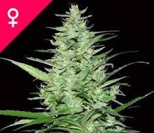 Buy Indoor Mix Feminized Seeds Online