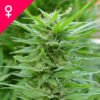 Buy Pure Power Plant Feminized Seeds Online