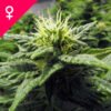 Buy Skunk Feminized Seeds Online