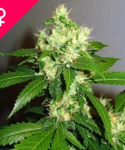 Buy Super Cheese Feminized Seeds Online