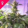 Buy Top 44 Feminized Seeds Online
