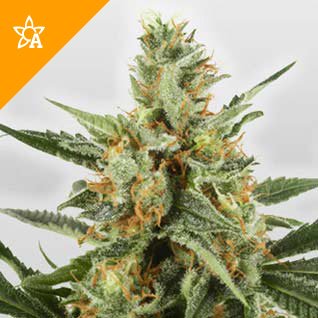 Buy WSS Skunk Automatic Seeds