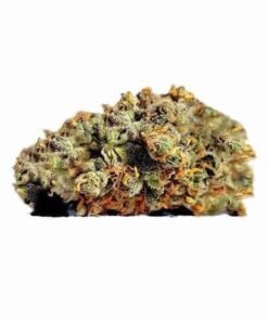 Buy King Louis XIII strain in usa