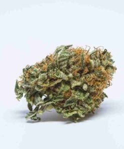 buy BC Big Bud strain in usa