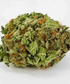 Buy Candy Land strain in usa