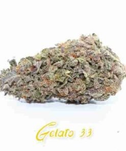 buy gelato strain in usa