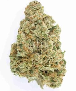 buy Moby Dick strain in usa