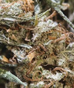 Buy Rockstar strain in usa