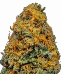 buy White Cheese strain in usa