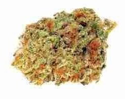 buy Tangerine Haze strain in usa