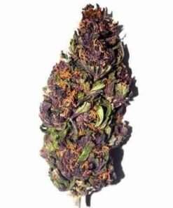 buy Purple Haze strain in usa