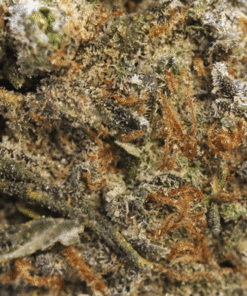 buy Tropicana Cookies strain in usa